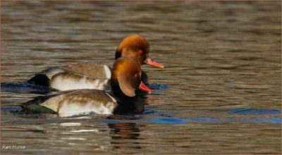 Male Red Crested Pochards
