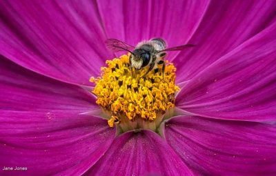 Megachile Rotundata