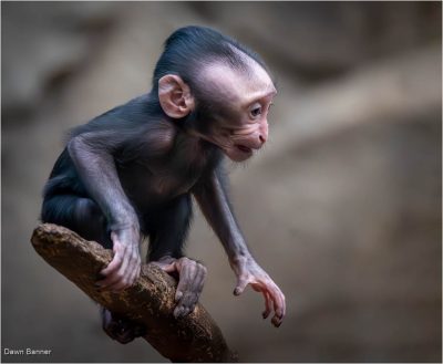 Monkey
