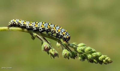 Moth Caterpiller
