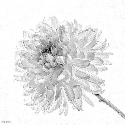 Mum