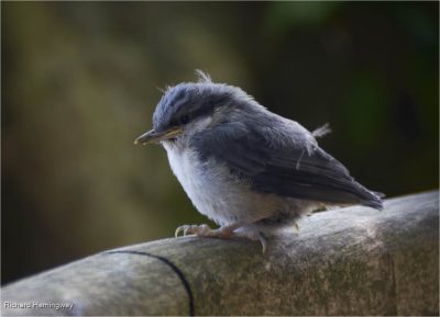 Nuthatch On The Fence