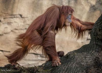 Orangutan Walking