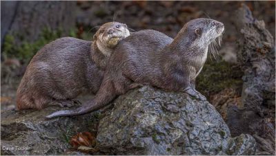 Otters