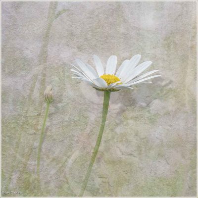 Ox Eye Daisy
