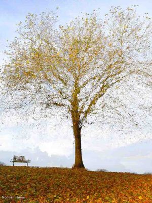 Park Bench November No2