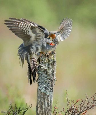Pecking Order