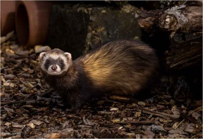 Polecat