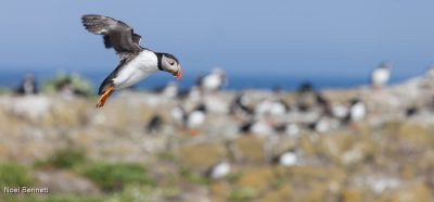 Puffin Approach