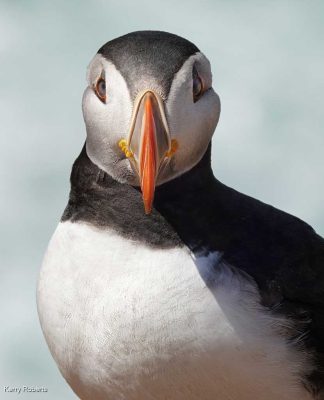 Puffin - Passport Photo Approved