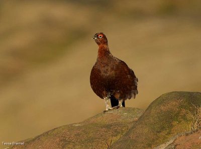 Red Grouse Male