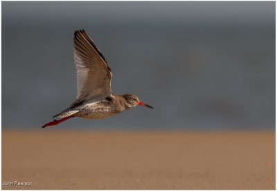 Redshank In Flight