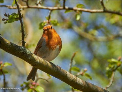 Robin