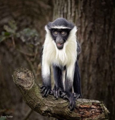 Roloway Monkey