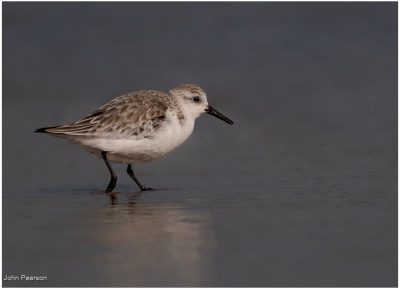 Sanderling