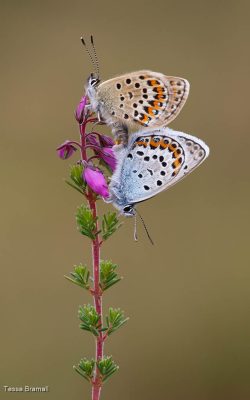 Silver-Studded Blue Butterflies