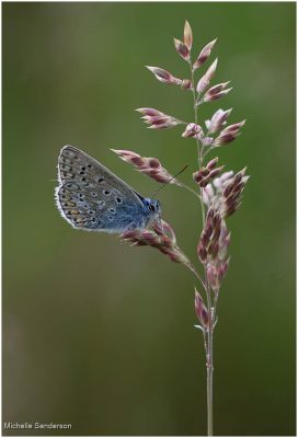 Silver Studded Blue