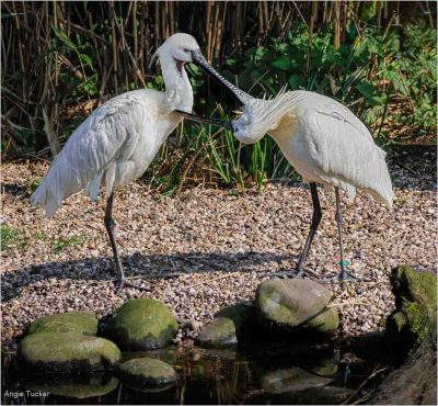 Spoonbill Courtship Behaviour