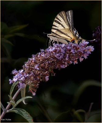 Swallowtail