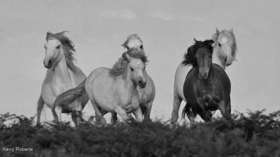 The Chase