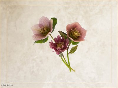 Transient Beauty
