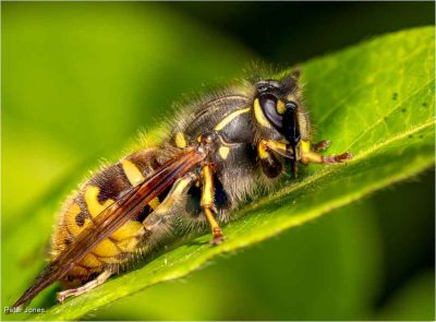Wasp