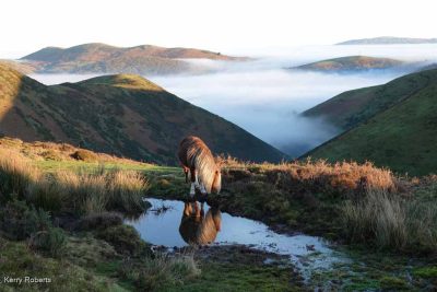 Wild Pony, Calm Reflection