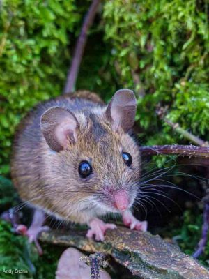 Wood Mouse