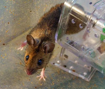 Woodmouse Rewilding (The Great Escape)