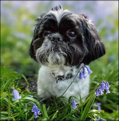 Wyatt In Bluebells