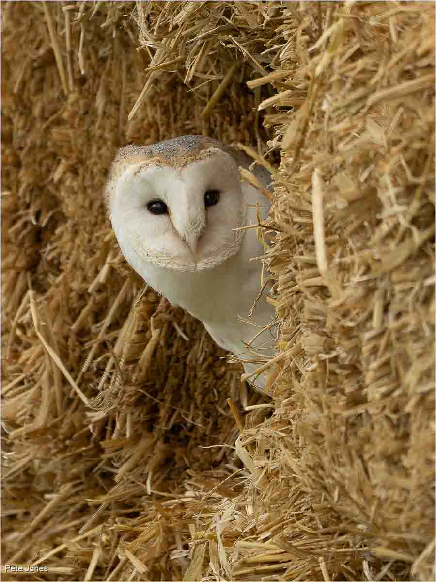 Barn Owl, Pete Jones