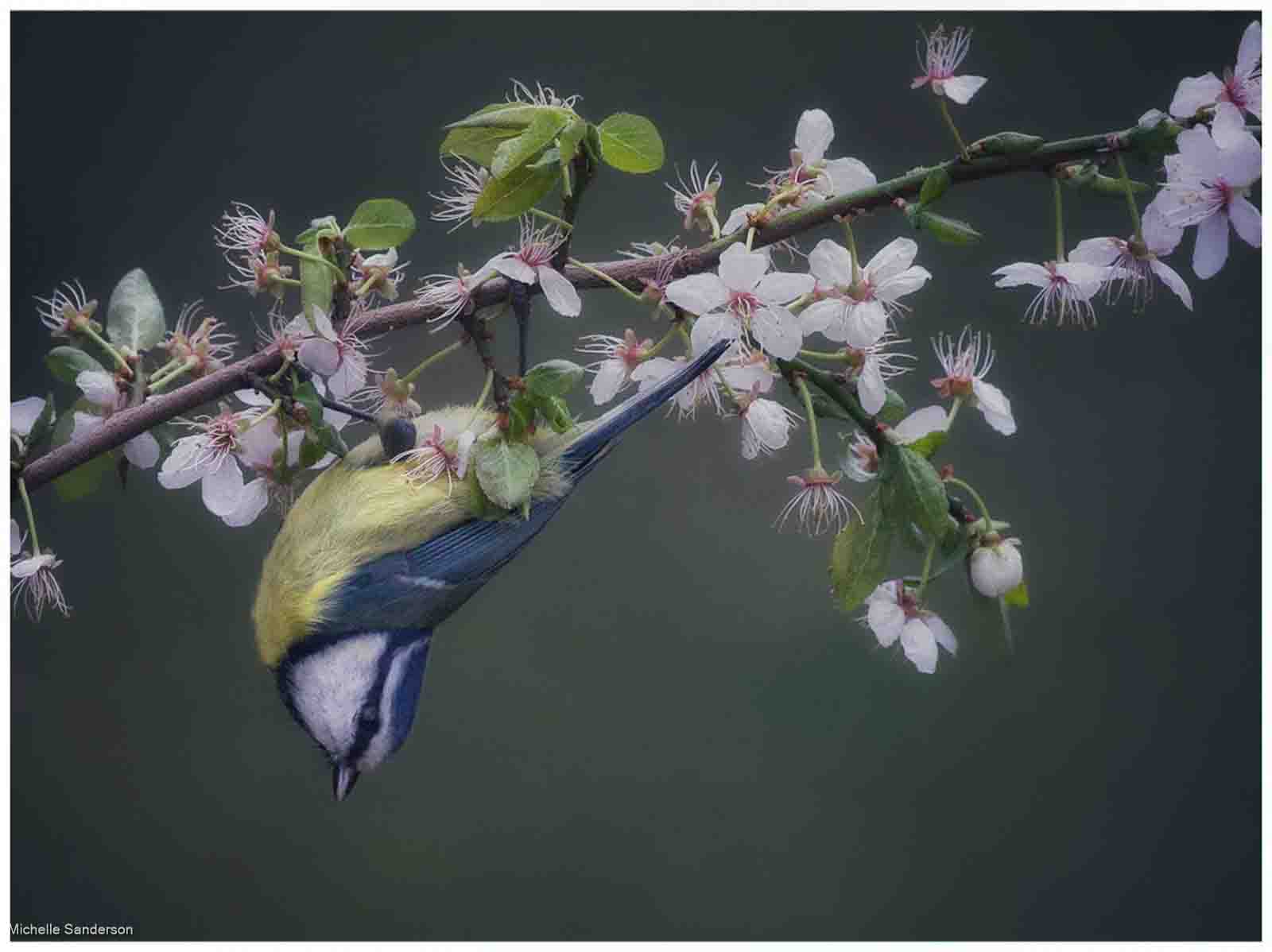 Blue Tit On Blossom, Michelle Sanderson