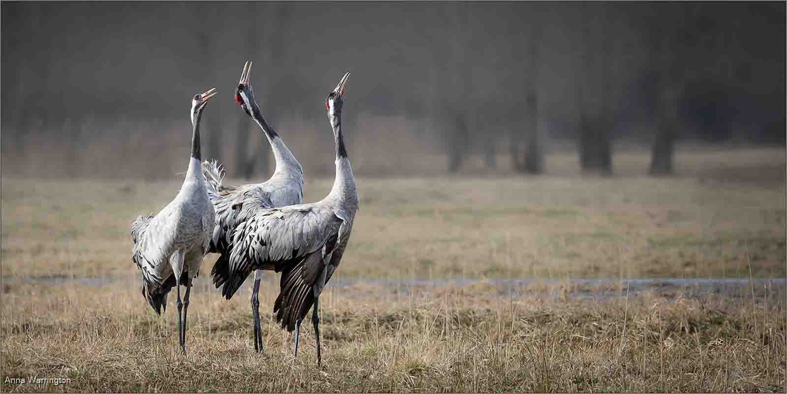 Common Cranes Calling To Approaching Flock, Anna Warrington
