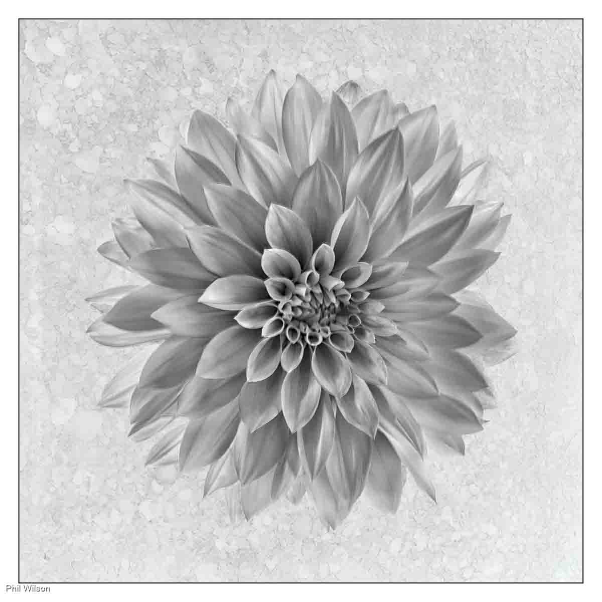 Dahlia, Phil Wilson
