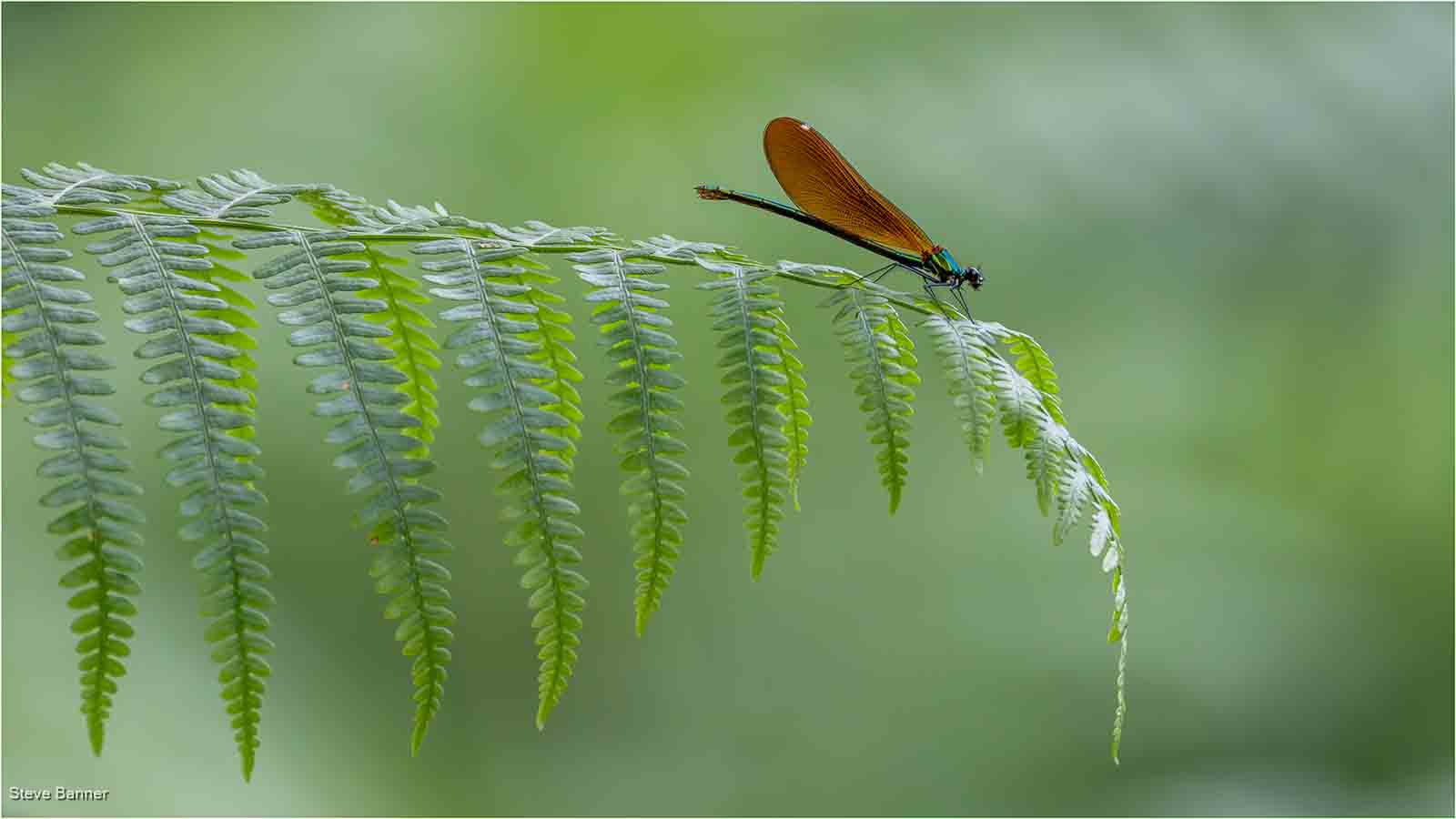 Damsel Fly On Bracken, Steve Banner