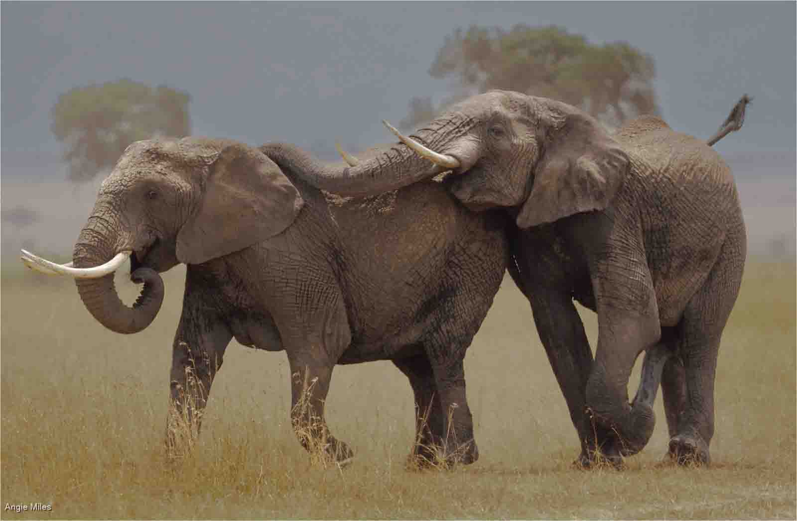 Elephants Mating, Angie Miles