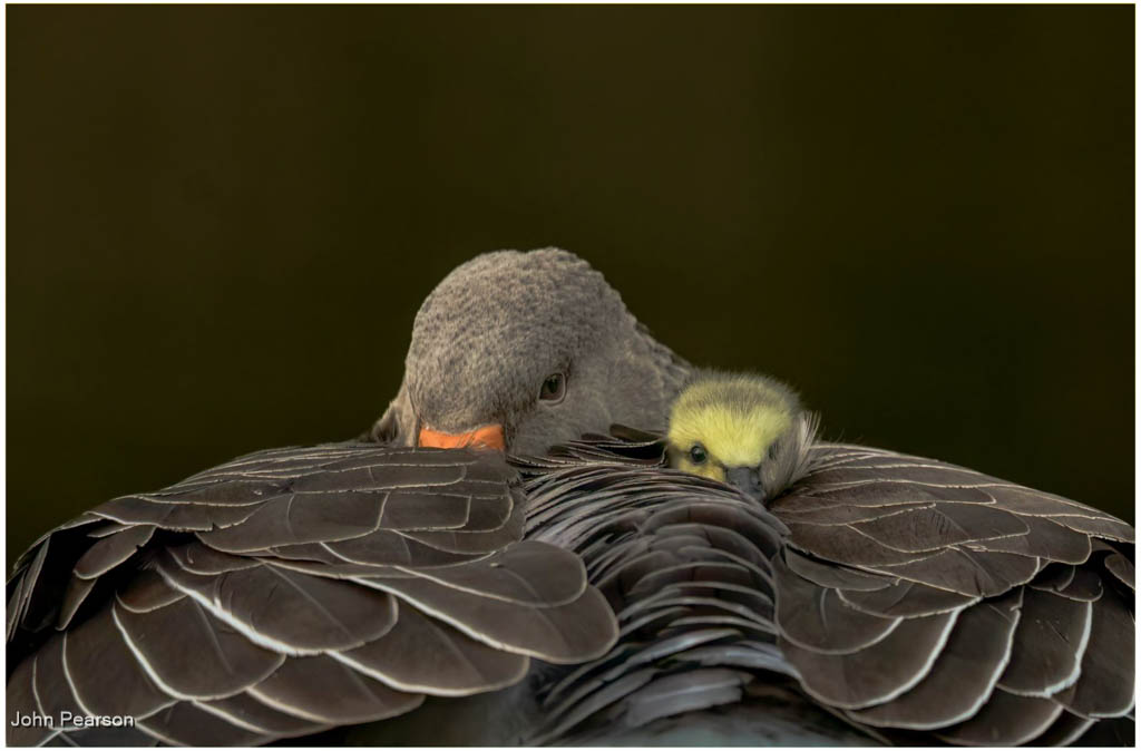 Grey Lag Goose And Gosling-