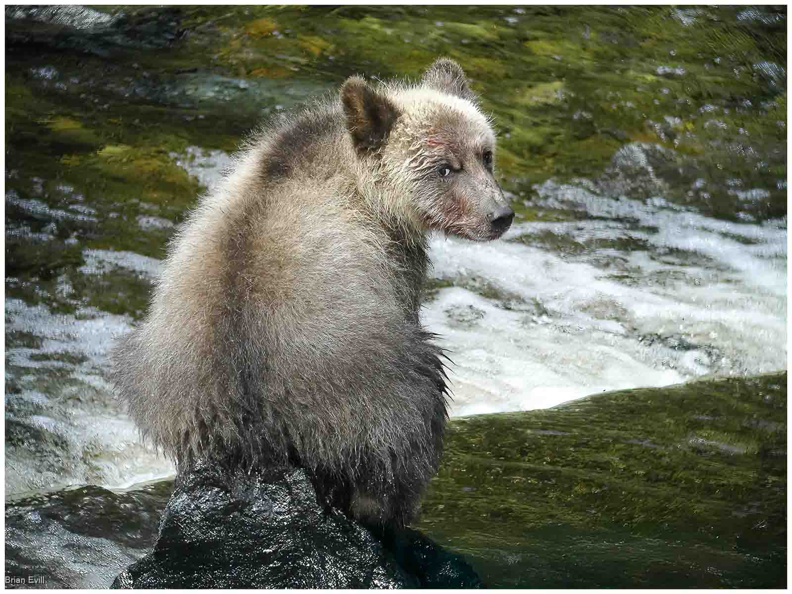 Grizzly Bear Cub, Brian Evill