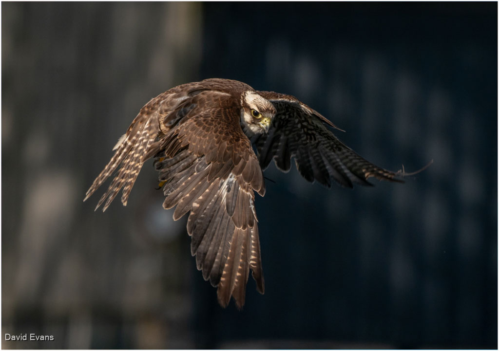 Harris Hawk