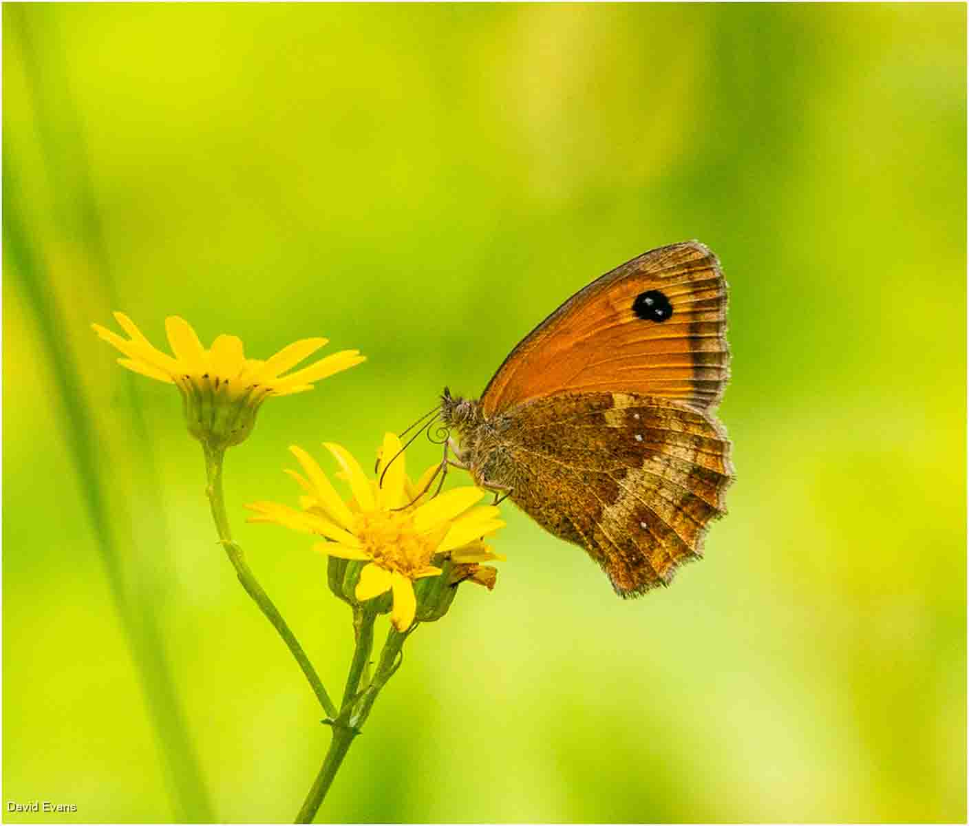 Hedge Brown, David Evans