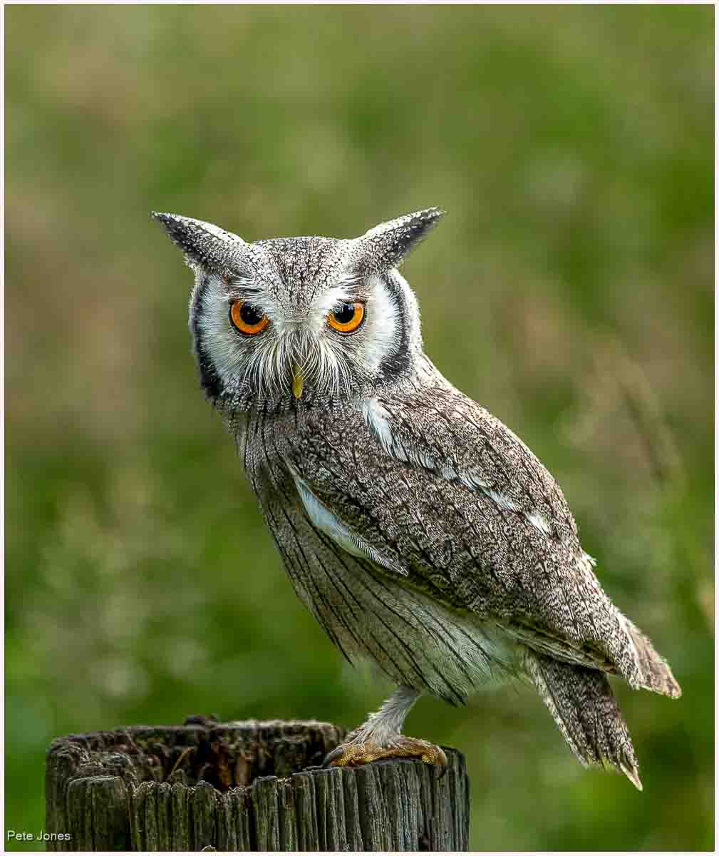Horned Owl, Pete Jones