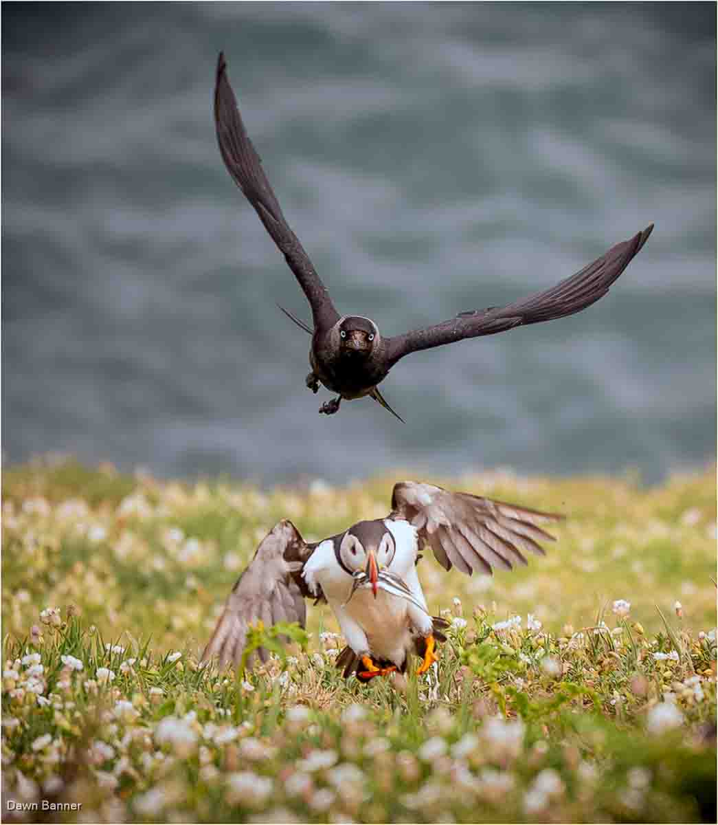 Jackdaw Chasing Lunch, Dawn Banner