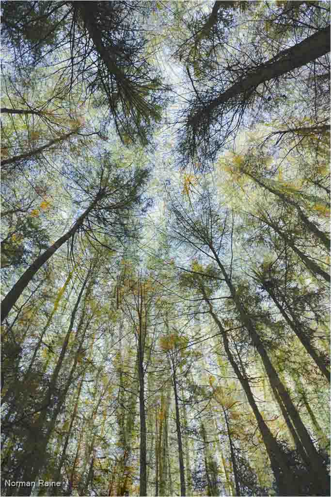 Kings Wood