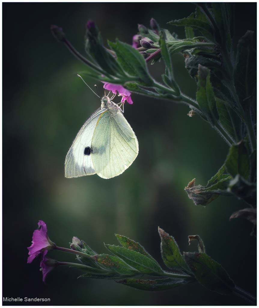Large White