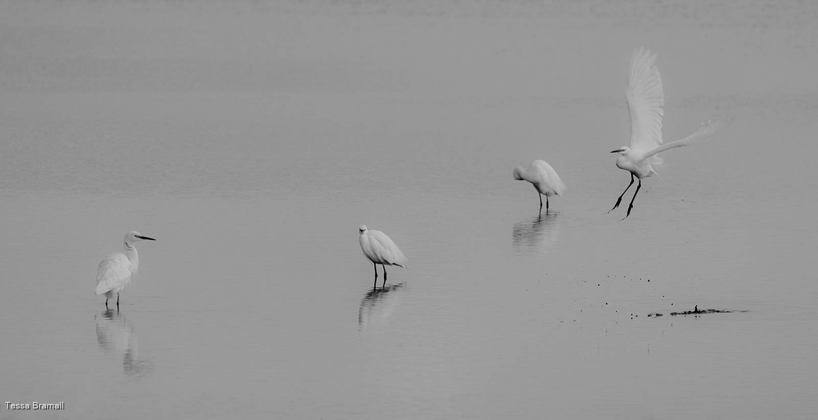 Little Egrets, Tessa Bramall