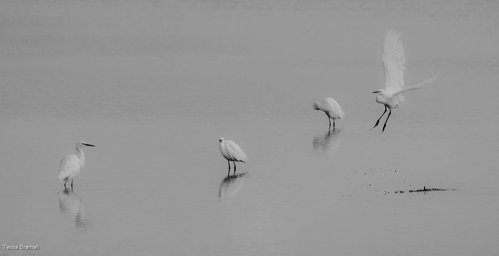 Little Egrets, Tessa Bramall