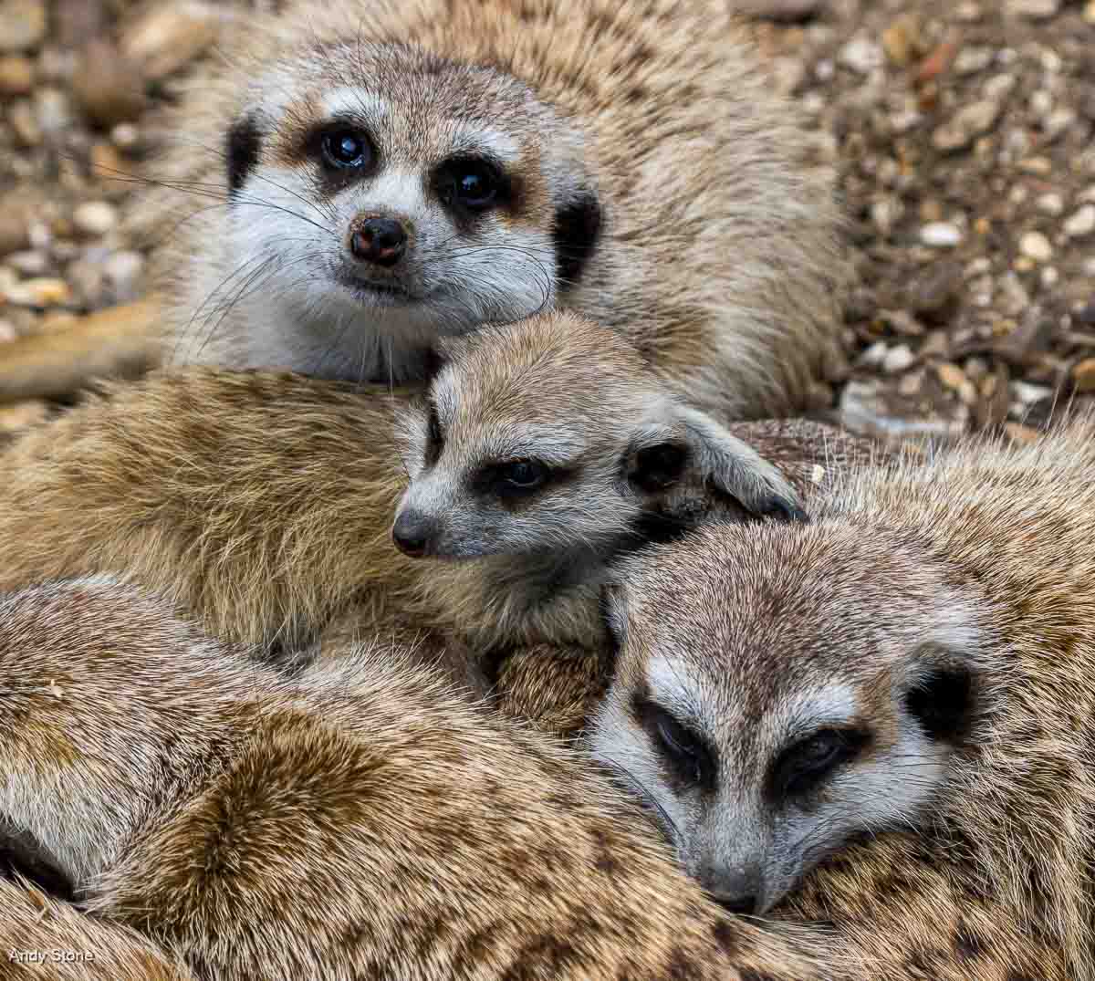 Meerkat Family , Andy Stone