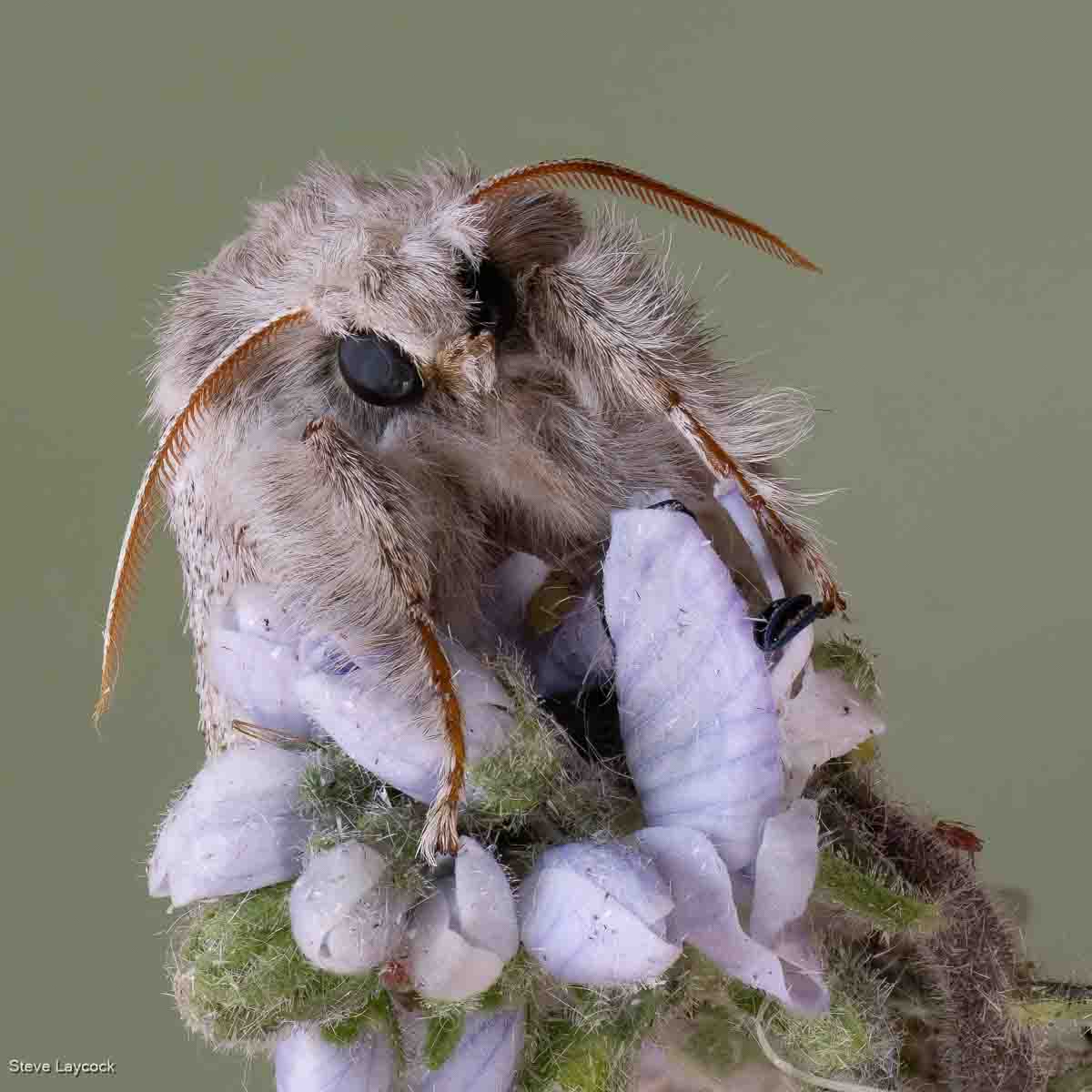 Pale Tussock Moth, Steve Laycock