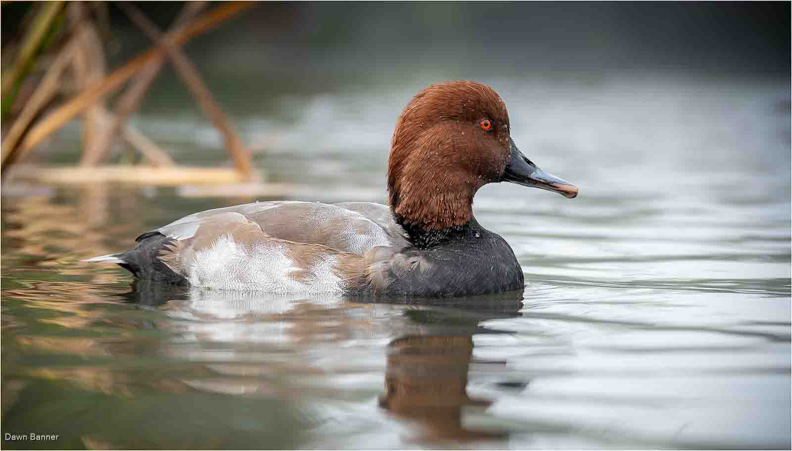 Pochard, Dawn Banner