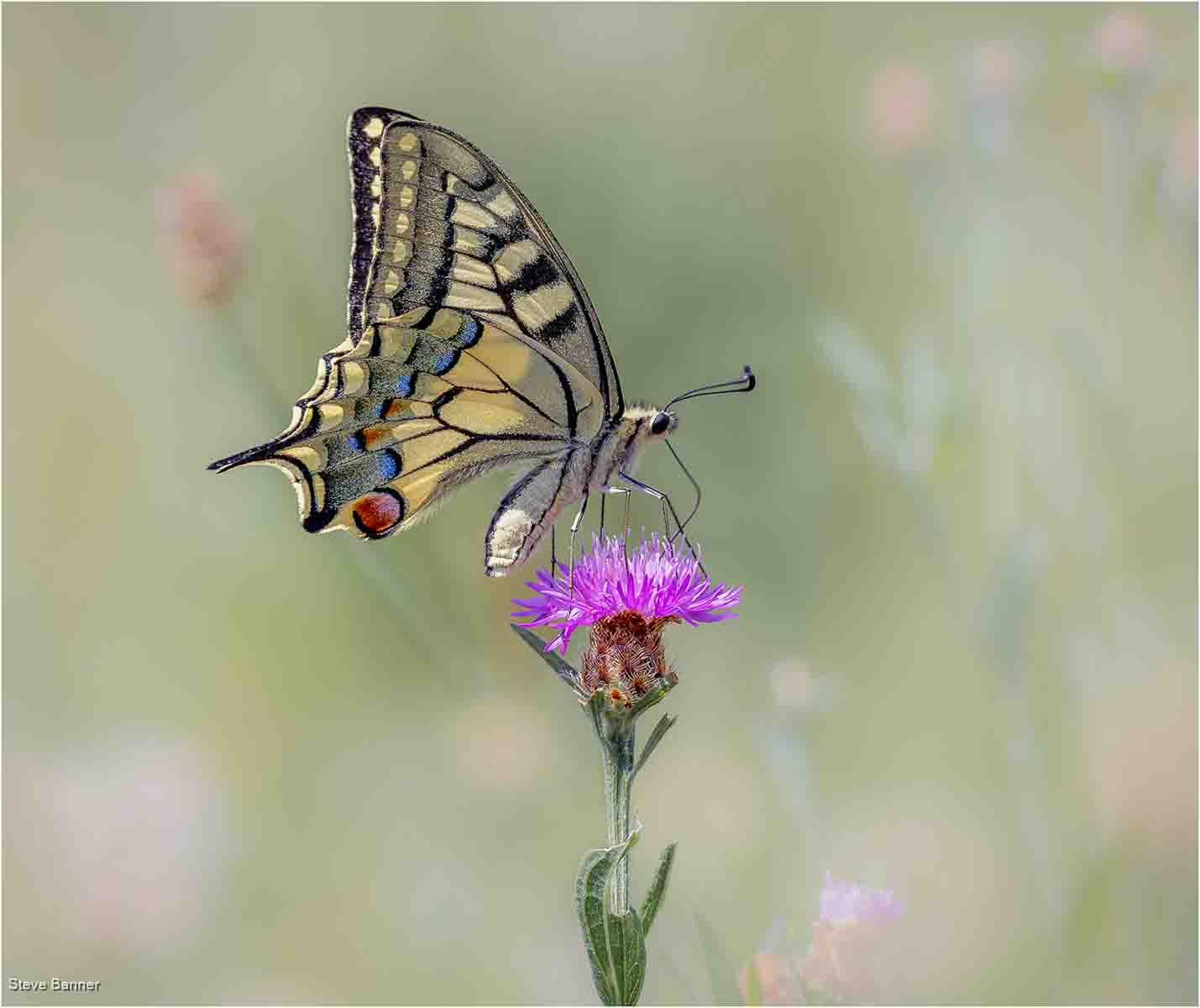 Swallowtail, Steve Banner